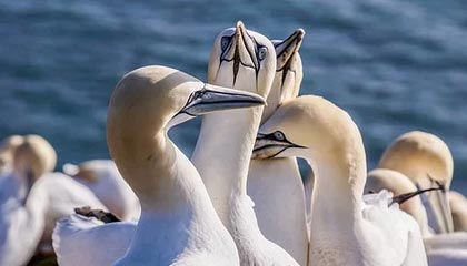 开云体育入口-澳大利亚女子橄榄球发展进入黄金期，澳大利亚橄榄球规则