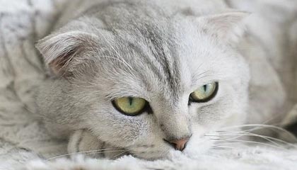 开云体育入口-澳大利亚女子橄榄球发展进入黄金期，澳大利亚橄榄球规则