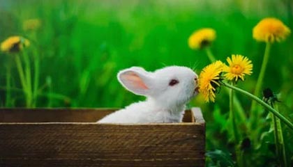 开云体育入口-澳大利亚女子橄榄球发展进入黄金期，澳大利亚橄榄球规则